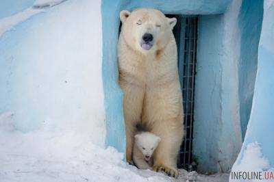 Фотограф показал, как живется белым медведям в неволе