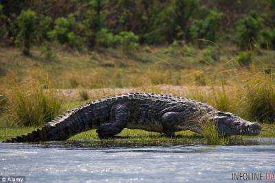 На берегу реки Замбезии крокодил съел футболиста
