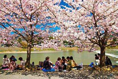 В Японии начался Фестиваль цветения сакуры Ханами