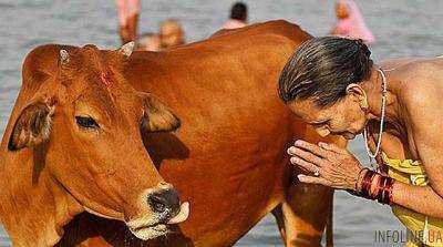 В одном из штатов Индии за убийство коров осудят пожизненно