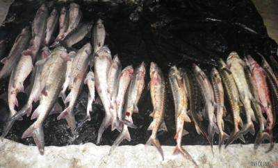 В Херсонской области задержали браконьеров с уловом на 24 млн грн