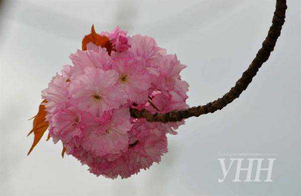 В Ужгороде массово цветут сакуры. Туристы сделали невероятные фото