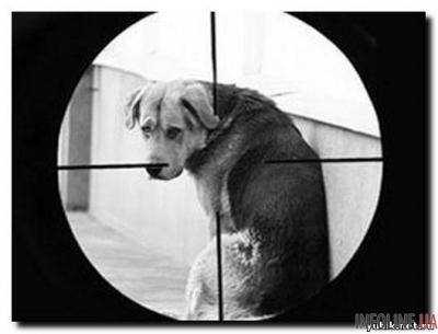 В Мариуполе хозяин закрыл собой собаку от пуль