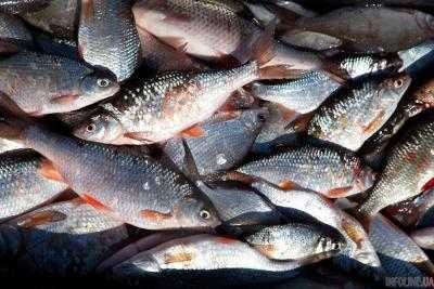 С начала года вылов рыбы в водоемах Украины увеличился на 10%