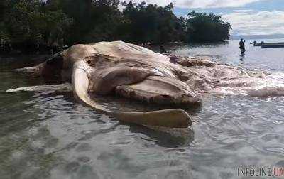 В Индонезии обнаружили тело гиганского существа.Видео