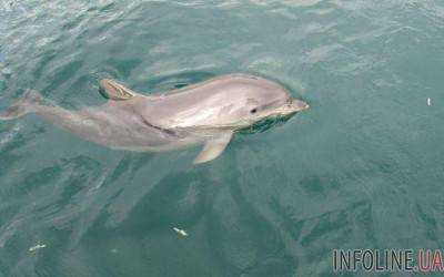 Николаевцы три дня спасали дельфина, который заблудился