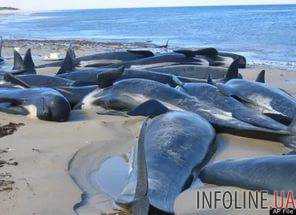 Несколько десятков мертвых дельфинов нашли на одесском побережье