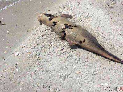 Под Одессой массово гибнут дельфины. Фото