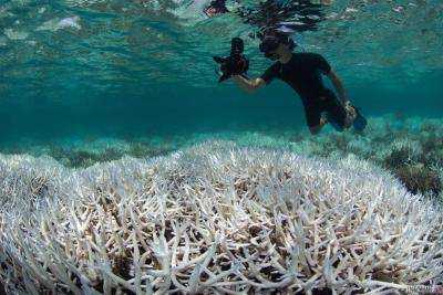 Большой Барьерный риф спасти не удастся - ученые