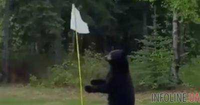На Аляске медведь выбежал на поле для гольфа во время игры.Видео