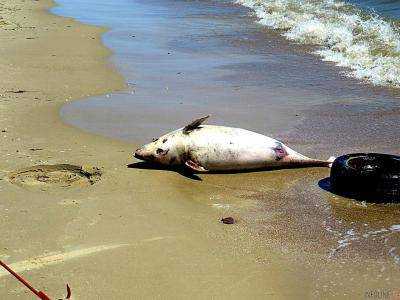 В Мариуполе нашли мертвого дельфина