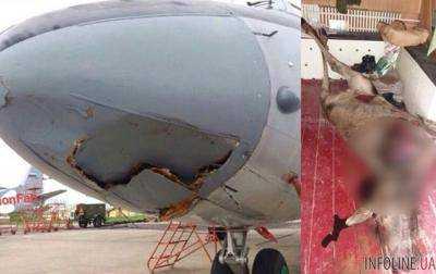 В России самолет Росгвардии сбил лося.Видео