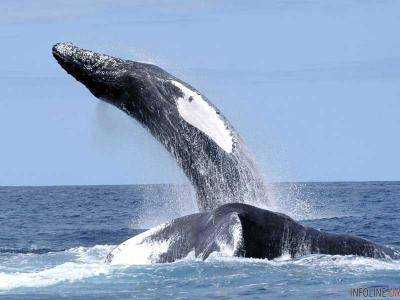 Горбатый кит напугал рыбаков из Нью-Джерси.Видео