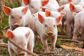 С момента фиксации первой вспышки АЧС на территории Украины убытки свиноводства достигли 200 млн грн