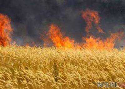 В Николаевской области из-за пожара на поле уничтожено 13,5 га пшеницы