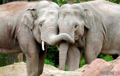 На Шри-Ланке спасли двух слонов, унесенных в море.Видео