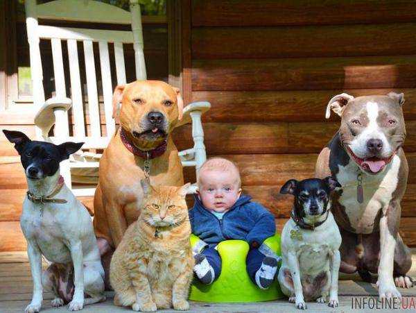 Забавные фото малыша, которого нянчат четыре пса и кошка.Фото