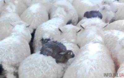 В Новой Зеландии овцы спасли кроликов.Видео