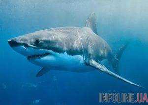 В Греции рыбаки поймали акулу весом 350 килограммов