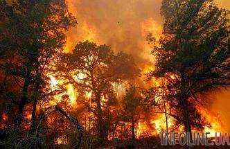 Масштабный лесной пожар в Херсонской области, горит  40 гектаров леса