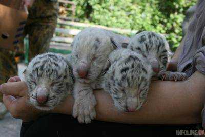 В бердянском зоопарке вопреки законам природы родила белая бенгальская тигрица