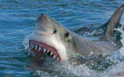 В Египте на туристов напала акула. Видео