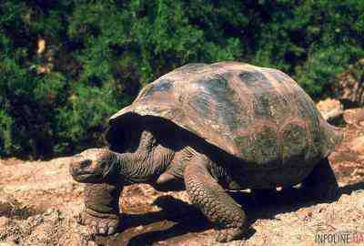 Черепаха, сбежавшая из японского зоопарка, за две недели продвинулась на 140 метров