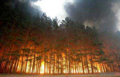 Лес площадью 20 га загорелся в Днепропетровской области