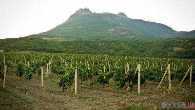 В Крыму сель уничтожил 80 гектаров виноградников