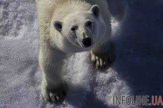 Норвежского гида оштрафовали на 1300 евро за то, что он напугал белого медведя