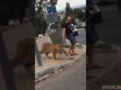 Очевидцы сняли выгул тигра на улице в Самаре. Видео
