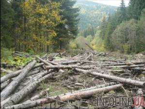 Президент подписал Закон об усилении ответственности за незаконную вырубку леса