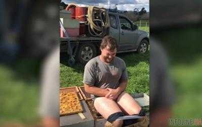 В Новой Зеландии пчеловод сел на улей без штанов.Видео