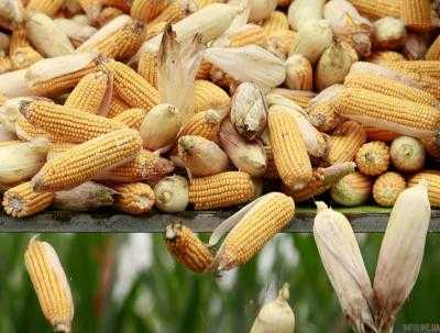 Госпродпотребслужба предотвратила ввоз в Украину 20,4 тонны зараженной кукурузы из США