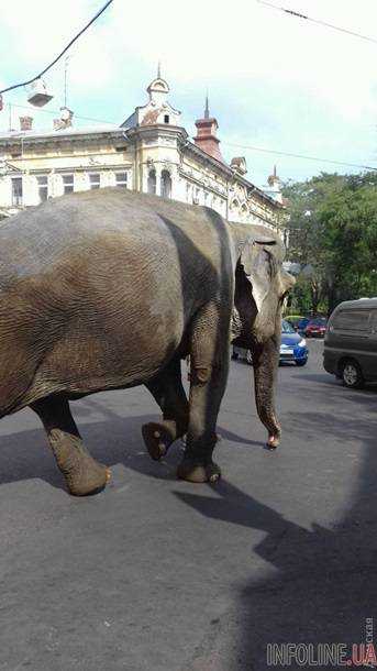 По центру Одессы прогулялся слон