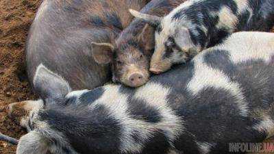 В Херсонской области зарегистрирована вспышка чумы свиней