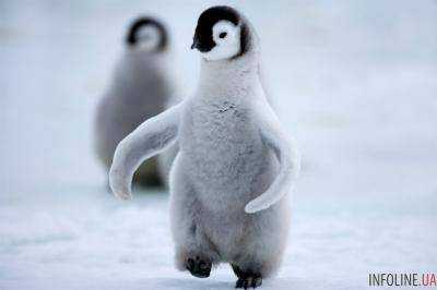 Птенцы пингвинов массово умирают от голода в Антарктике