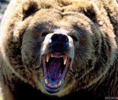 Медведь в России убежал из частного зоопарка и убил пенсионера