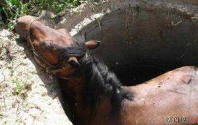 В Житомире спасли лошадь, которая упала в канализационный колодец