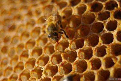 В ООН определили дату Всемирного дня пчел