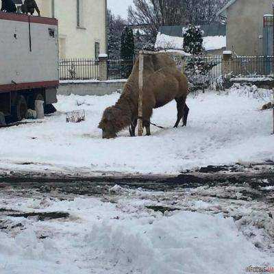В Тернопольской области странствующий цирк оставил верблюда на стадионе