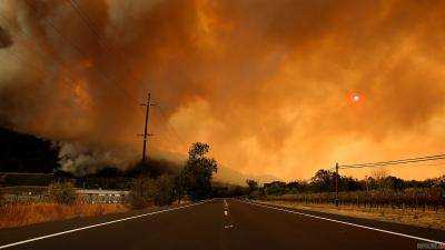 Масштабные пожары в Калифорнии уничтожили урожай авокадо