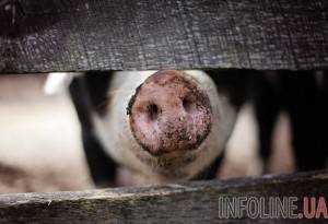 Украинский свиней в этом году покупала только Грузия - ГФС