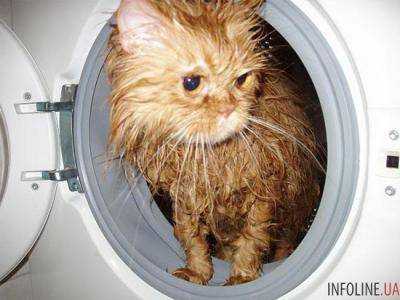 В Норвегии кот выжил после 40 минут в стиральной машине