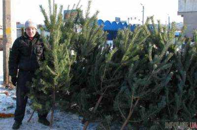 Украинцы смогут проверить легальность новогодней елки