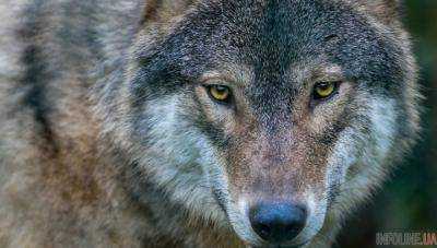 В Черниговской области волчица  напала на жителей