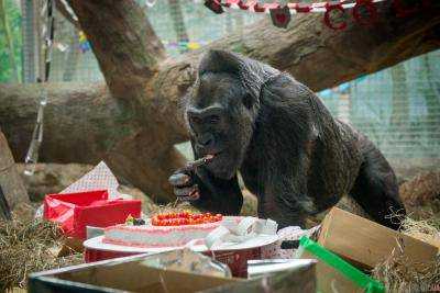 В зоопарке в США умерла одна из старейших в мире горилл