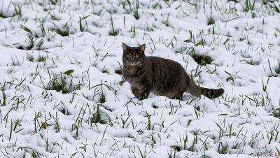 На большей части территории Украины сегодня ожидается небольшой снег