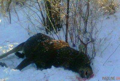 На Черниговщине браконьеры расстреляли беременную самку лося