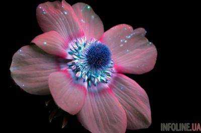 Фотограф показал удивительное свечение цветов в ультрафиолете